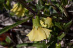 Coastal groundcherry